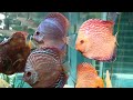 Seascapes discus fish collections  everyone must watch