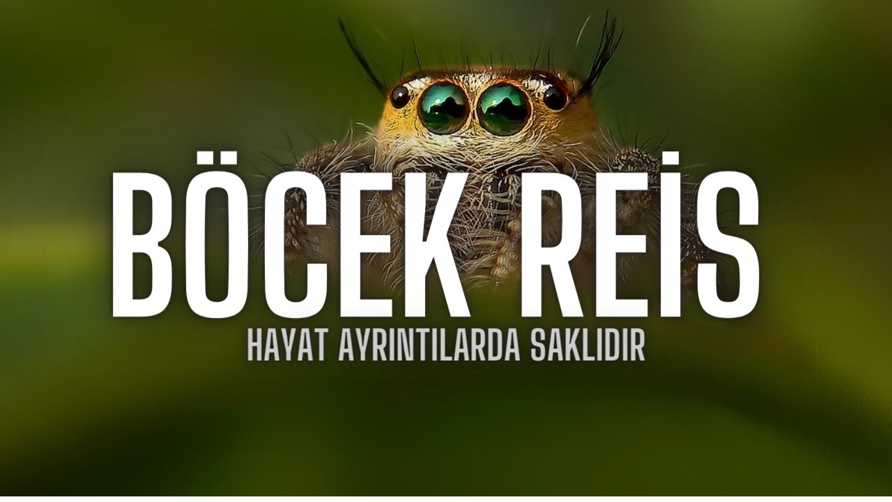 Panter örümcekler/Jumping Spider Attack 