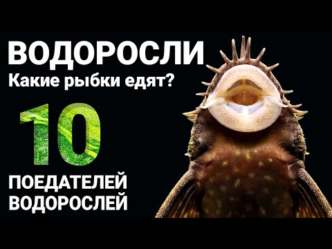 Видео: Едят ли отоцинклюсы волосяные водоросли?