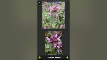 iNaturalist tutorial 3: Add observations of wild plants or animals using photos stored on your phone