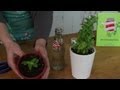 How to Root Plant Cuttings in Water : Indoor Planting