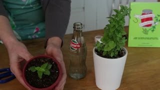 How to Root Plant Cuttings in Water : Indoor Planting