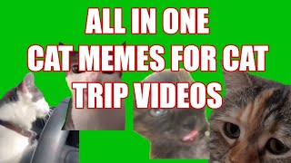 Best Cat Memes Chroma Key Green Screen Template