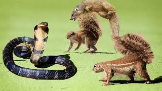 Snake Python King Cobra Big Battle The Desert Small Animals | Snake vs Weasel - King cobra hunting Snake Python King Cobra Big Battle The Desert Small Animals | Snake vs Weasel - King cobra hunting