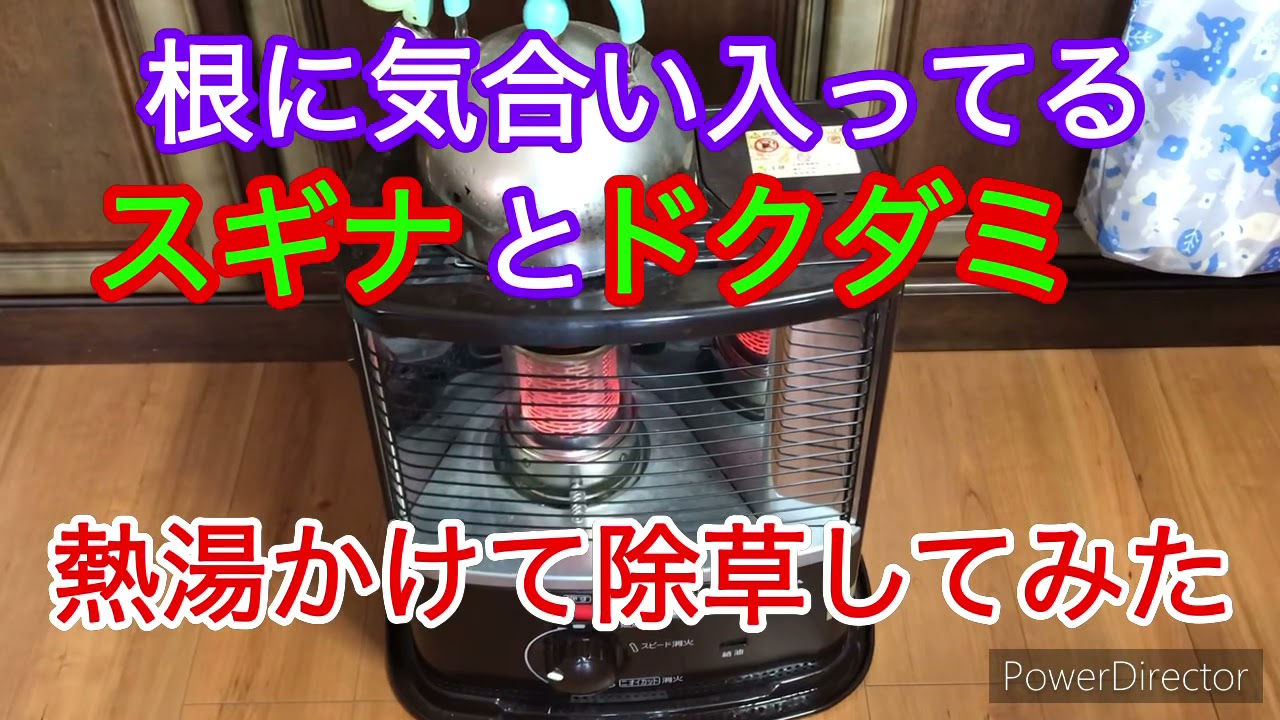 スギナとドクダミに熱湯かけました Youtube