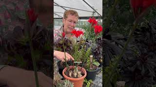 True Guernsey Lily: Nerine sarniensis (zones 8–10) True Guernsey Lily: Nerine sarniensis (zones 8–10)