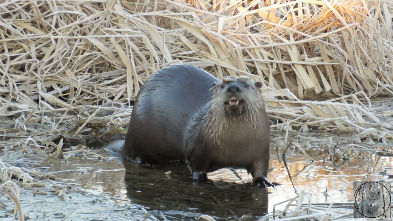 Friday Facts - North American River Otters (Part 1 winter/spring) Otter