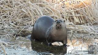 Friday Facts - North American River Otters (Part 1 winter/spring) Otter Magic in my Wild Vancouver