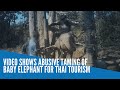 Video shows abusive taming of baby elephant for Thai tourism