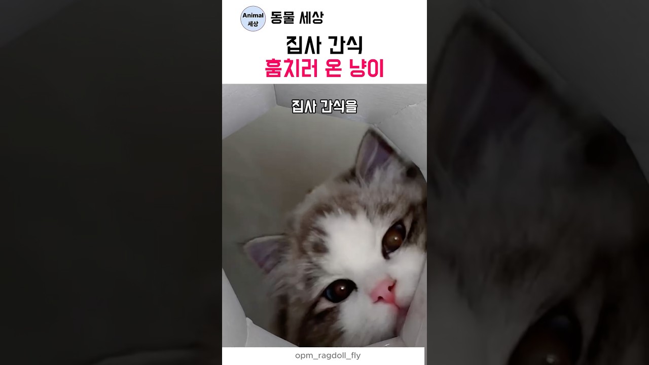 집사 간식 훔치러 온 냥이