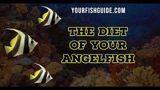 The Top Two Items You Can Feed Your Angelfish | YourFishGuide.com