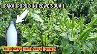 luarbiasa Asli hutan buah cabe modal pupuk cair organik ini tak terbendung buahnya buktikan segera