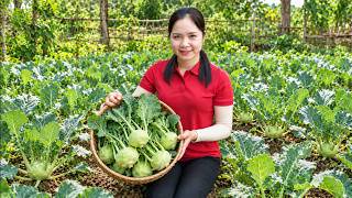 Harvesting Fresh Organic Kohlrabis 🧺 Selling Fresh Vegetables At Market | Daily Garden