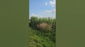 Walk With Me - Short walking video in the Netherlands, krimpenerwaard.