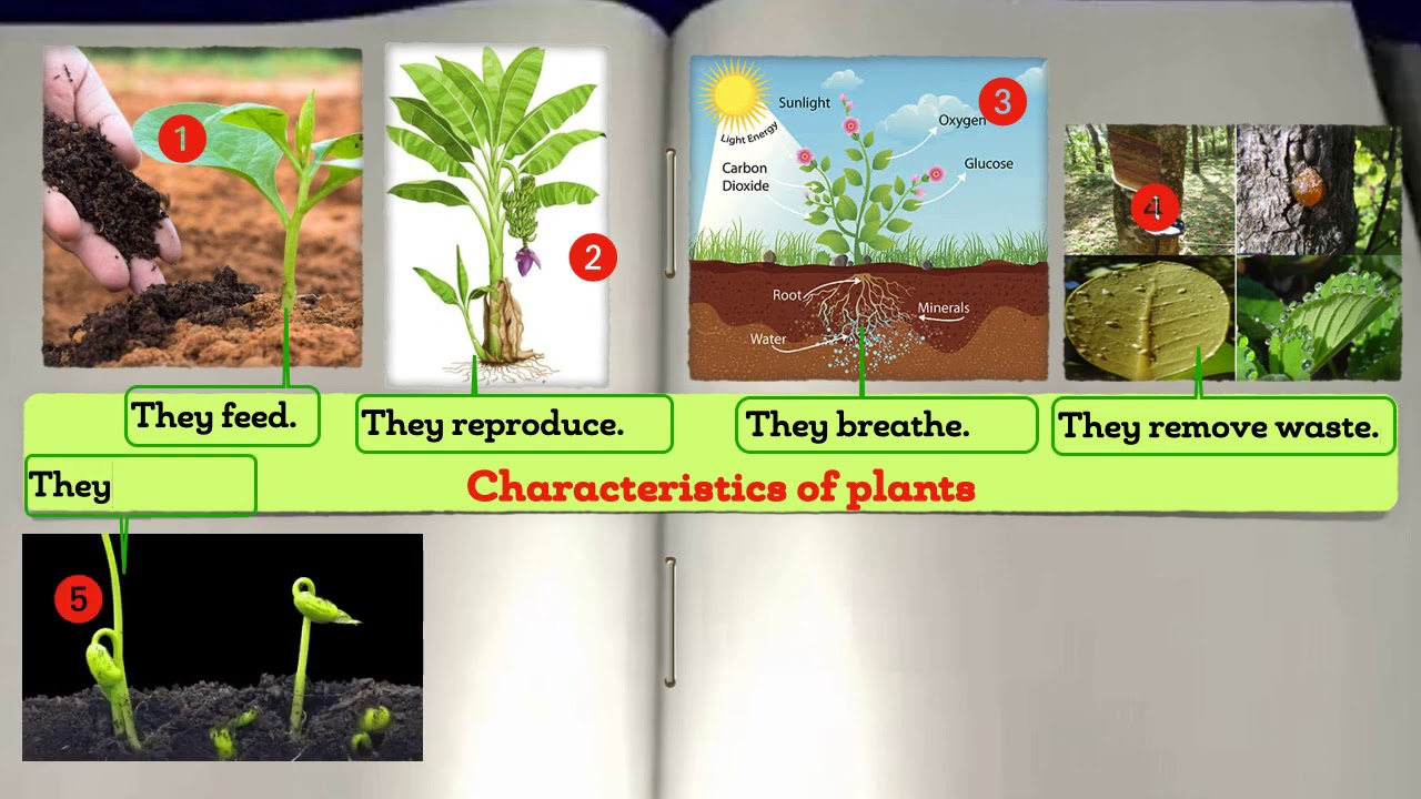 Science and Technology Characteristics of plants as living things