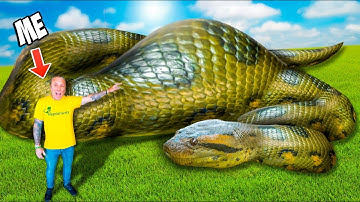 My Anaconda Devoured A Giant Pig!