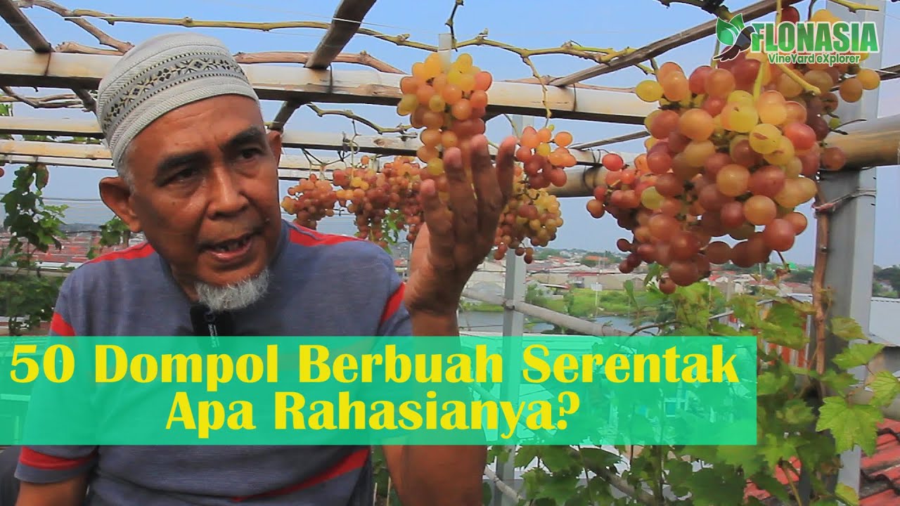 [Kiat Berkebun] Buah Anggur Banyak Berbuah Serempak