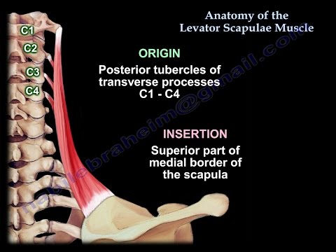 Video: Levator Scapulae Muscle Origin, Function & Anatomy - Kroppskartor