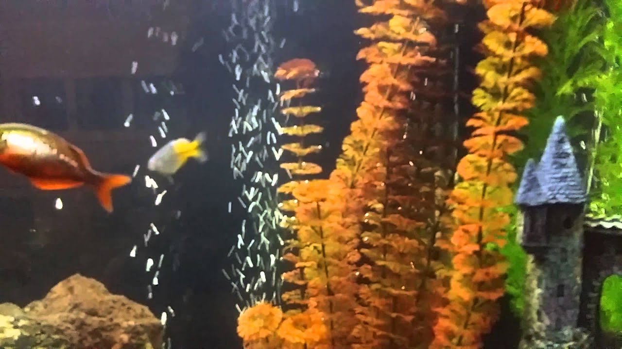 55 Gallon Community Aquarium Fully Stocked YouTube 55-gallon-community-aquarium-fully-stocked-youtube
