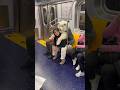 Why Dogs Ride in Bags in NYC!