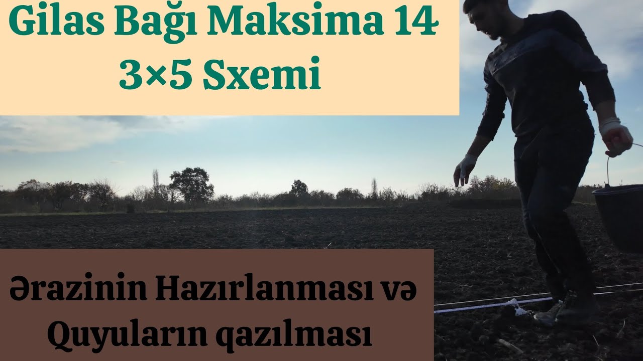 Bir Hektarlıq Gilas Bağının 3×5 Sxeminin Bölünməsi və Quyuların Qazılması.