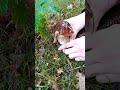 Boletus edulis mushroom #mushroom #fungi #foryou #viralvideo #youtubeshorts #shorts