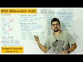 RNA Structure Functions And Types A Type Of Nucleic Acid RNA Structure Functions And Types A Type Of Nucleic Acid