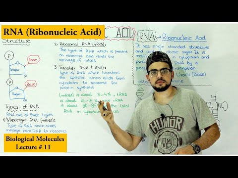 ساختار، توابع و انواع RNA | نوعی اسید نوکلئیک