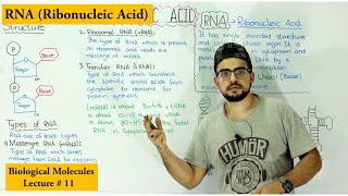 RNA Structure, Functions and Types | A type of Nucleic Acid