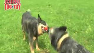 KONG Tug-Toy.flv