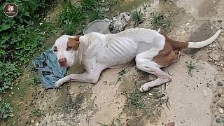 Poor Pittie Cried For Help With His Last Strength... Then Collapsed