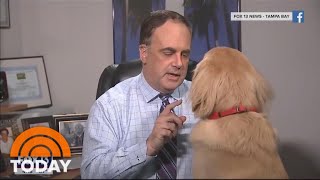 Weatherman’s Dog Makes Viral Appearance On Local Newscast | TODAY screenshot 1