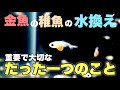 【はじめての稚魚飼育】金魚の稚魚の水換え 重要で大切なたった1つのこと 稚魚飼育😄 How to water change for goldfish babies 🤗 @peperia