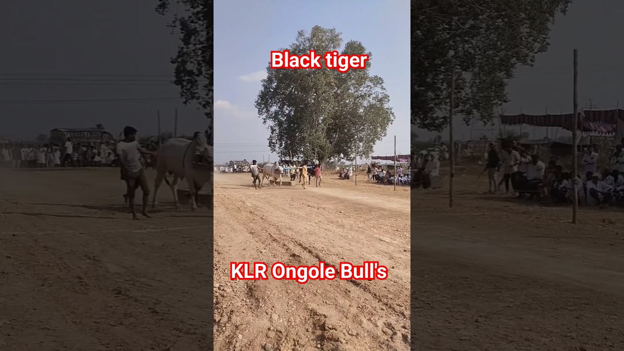 ongole jathi gittalu power full gittalu 