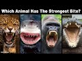 6 Most Powerful Bites In The Animal Kingdom