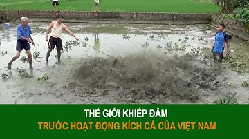 Những pha kích điện bắt cá hủy diệt | VTC16