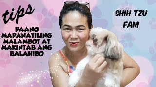 SHIH TZU FAM || TIPS PAANO MAGING MALAMBOT AT MAKINTAB ANG BALAHIBO