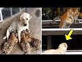 Dog raised three Tiger cubs. Years later, something happened that shocked everyone!