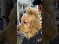 We Gave Our Golden Retriever a MOHAWK #animals #funnydog #goldenretriever