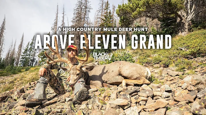 High Country Mule Deer In Colorado | ABOVE ELEVEN GRAND
