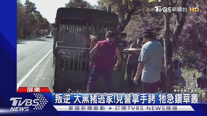 叛逆大黑豬逃家! 見警拿「手銬」急鑽草叢躲｜TVBS新聞 @TVBSNEWS01