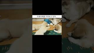 누나만큼 똑똑한 동생강아지  #shorts #동물농장#애니멀봐 #강아지영상#댕댕이 #멍멍이#반려견#강쥐 #천…