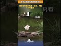 「原來這就是天鵝舞的由來？」網友動物園內偶遇正在「拉伸」的大鵝，十分有喜感。#天鵝 #陸趣 #動物