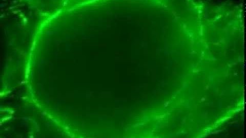 OMX 3D Structured Illumination Microscopy (3D-SIM) acquisition