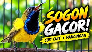 Cuit Cuit Sogon Gacor untuk Pancingan Sogon Bahan, Ijoan & Trotol | Suara Sogon