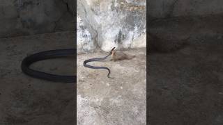 Mongoose Ny Nag Pakra