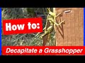 Decapitating a Grasshopper with a 9mm
