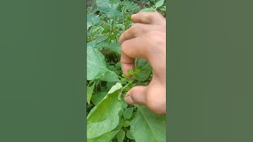 INILAH CARA SAYA SEMBUHKAN KERITING DAUN CABE
