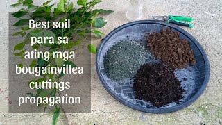 Best Soil for Bougainvillea Propagation | Ano nga bang soil ang maganda para sa ating mga bougies