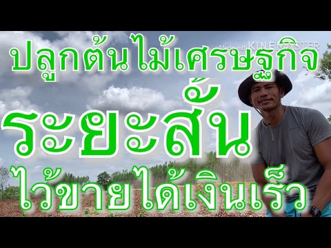 ปลูกต้นไม้เศรษฐกิจระยะสั้นเพื่อขายได้ไวเมื่อจำเป็น EP.1